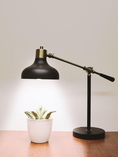 come risparmiare energia elettrica lampada da tavolo accesa che illumina cactus