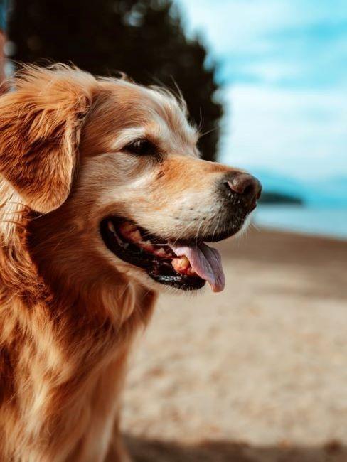 viaggiare con il cane golden retriever in spiaggia