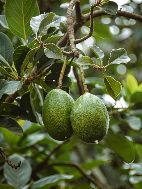 Piantare avocado Piantare avocado