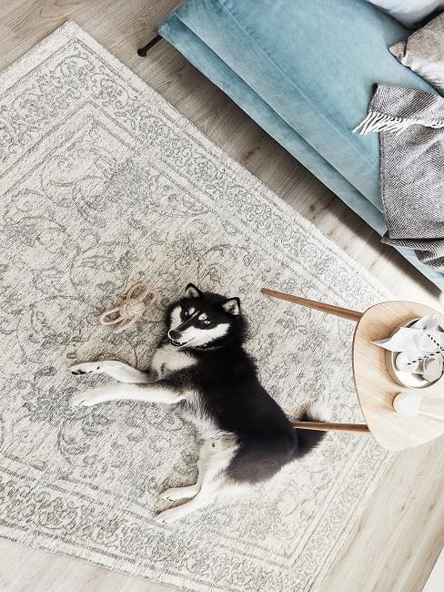 Hundehaltung Wohnung Hund auf einem Teppich vor dem Sofa liegend