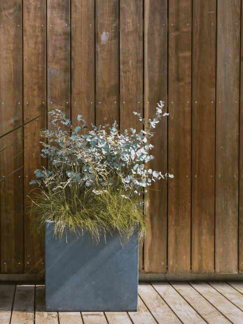 plante dans un cache-pot en béton en face d'un mur en plaquettes en bois