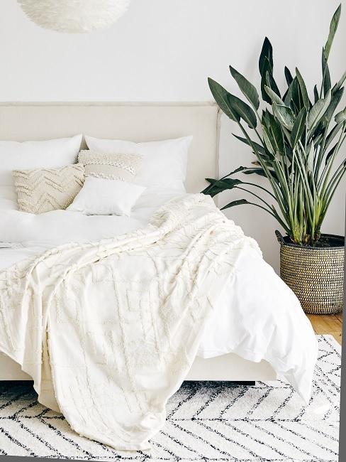 Pflegenleichte Zimmerpflanzen Schlafzimmer Pflegeleichte Zimmerpflanzen neben Bett im Schlafzimmer
