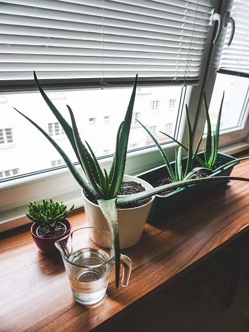 Pflegeleichte Zimmerpflanzen Aloe Vera auf Fensterbrett