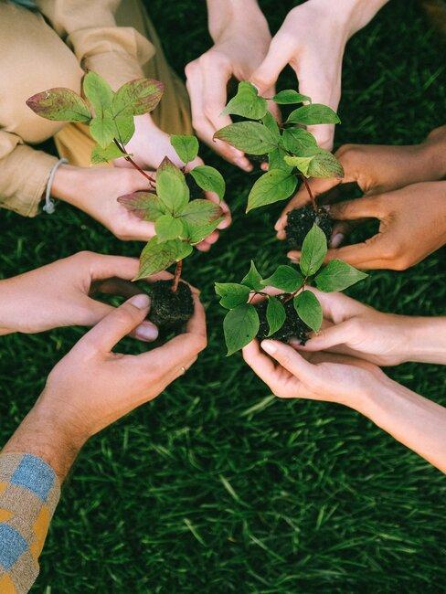 sostenibilidad-banner manos plantan plantas