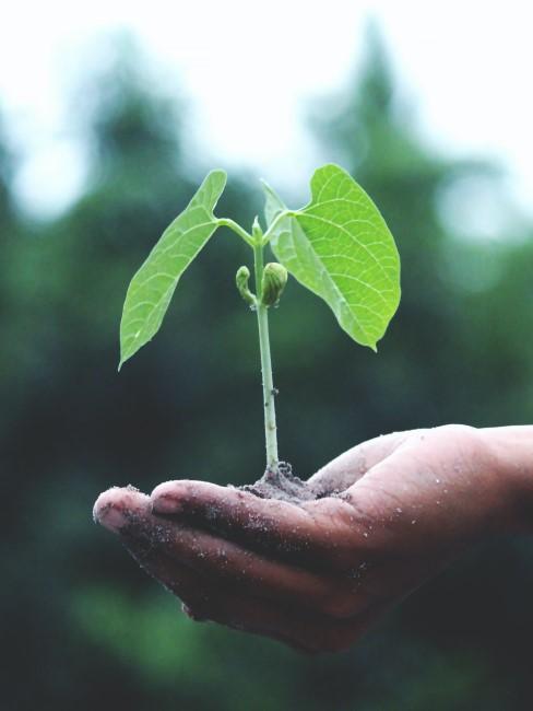 huella-ecologica-banner planta plantada en una mano