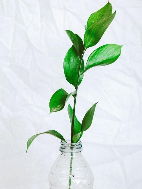 materiales-reciclables-banner planta en una botella de plastico reciclada