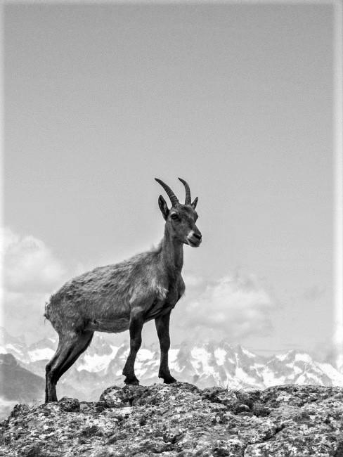 capricornio-banner una cabra montesa en la naturaleza