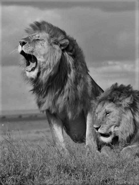 leo-banner dos leones en la sabana