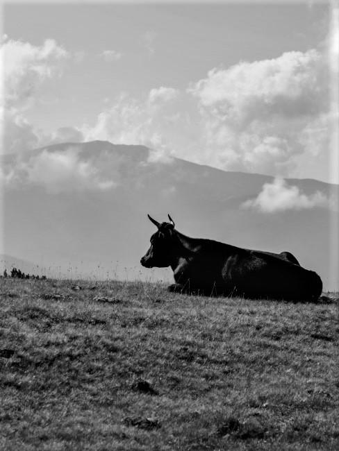 tauro-banner un toro tumbado en una pradera