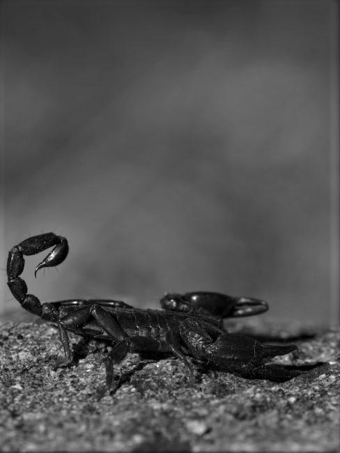 escorpio-banner escopión sobre una roca