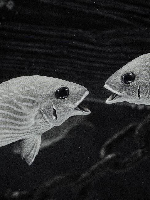 piscis-banner dos peces mirandose