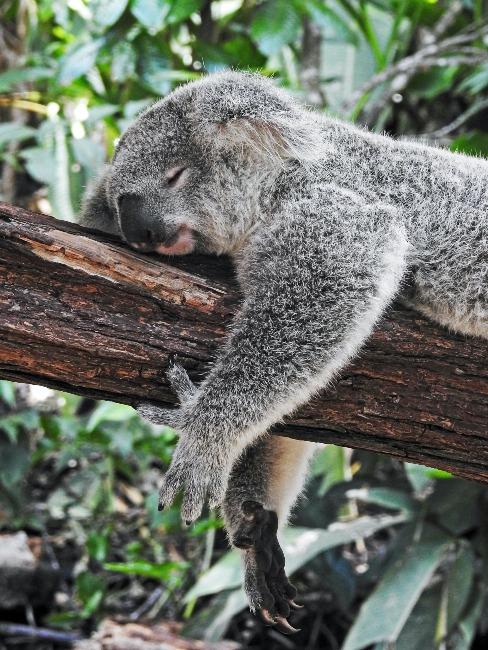 david-clode-Yg_sNKOiXvY-unsplash (1) Kangourou endromi sur une branche dans la nature australienne