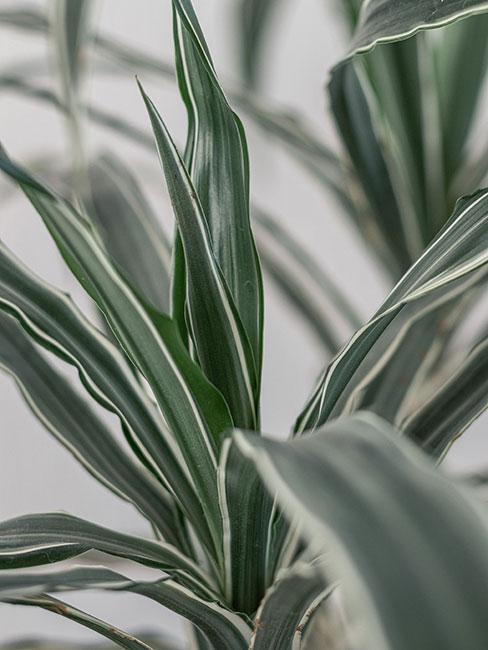 Dracena w zbliżeniu