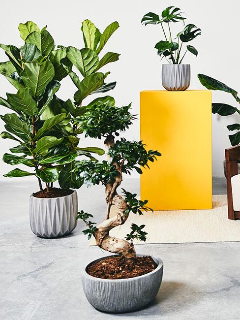Rośliny doniczkowe, fikusy i monstera