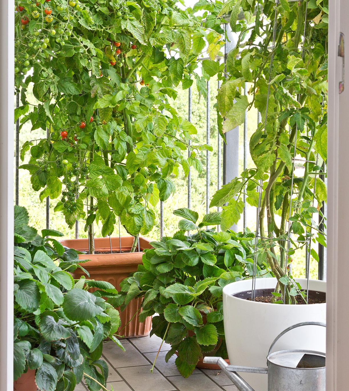 Te-llevamos-al-huerto-urbano-WESTWING-MAGAZINE-4