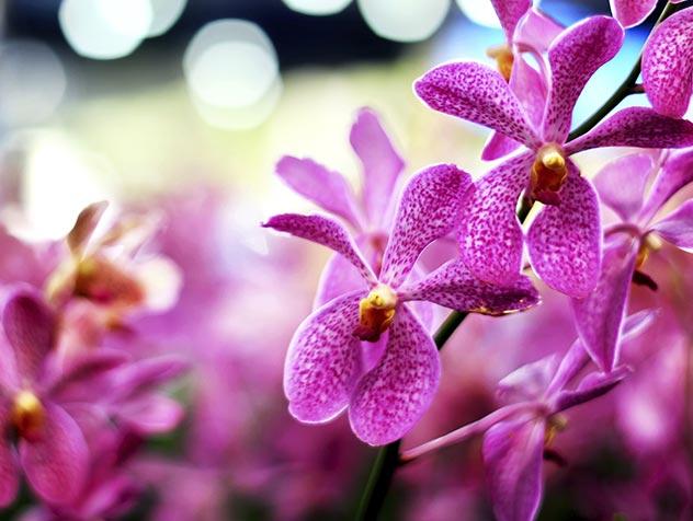 Rose Orchidée