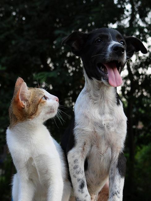 Perro o gato Perrito y gatito
