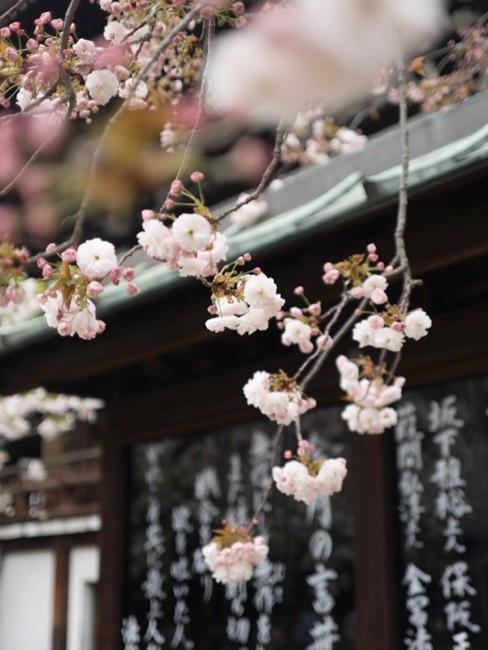 Jardín japonés Flores japonesas
