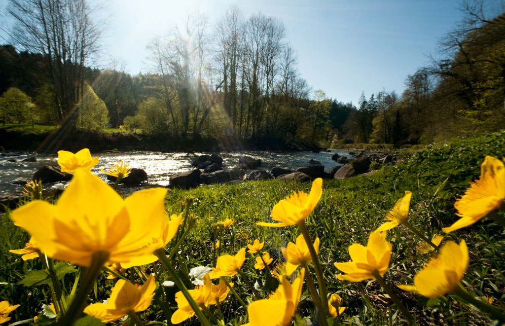 WILDNIS- UND NATURPARK ZUERICH - SIHLWALD