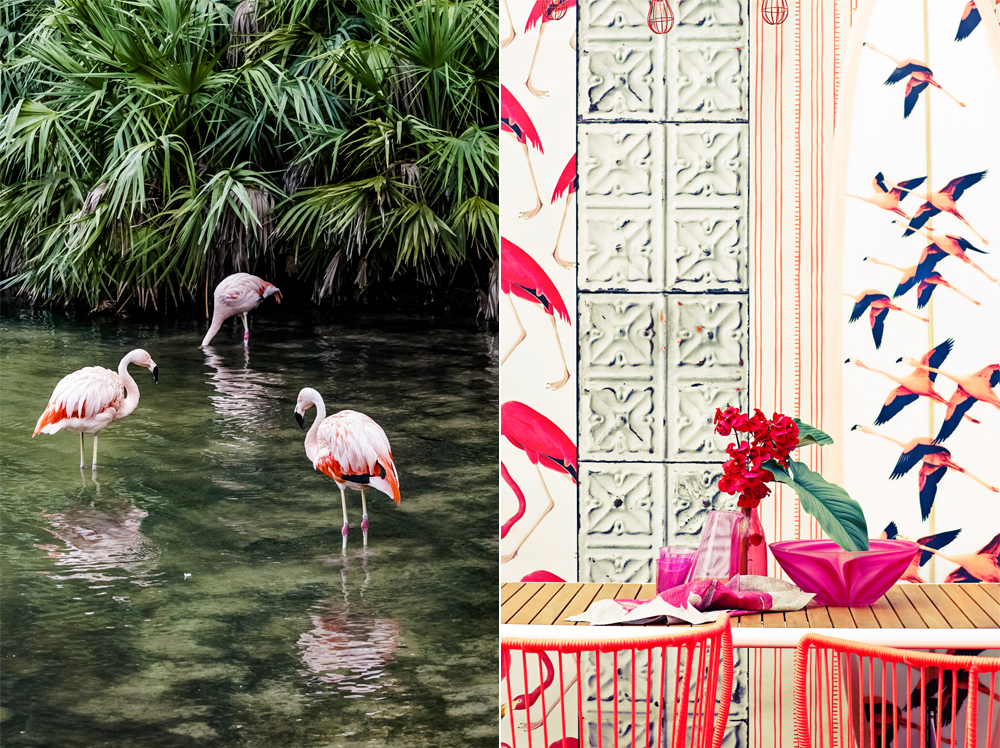 Trendbarometer Flamingo