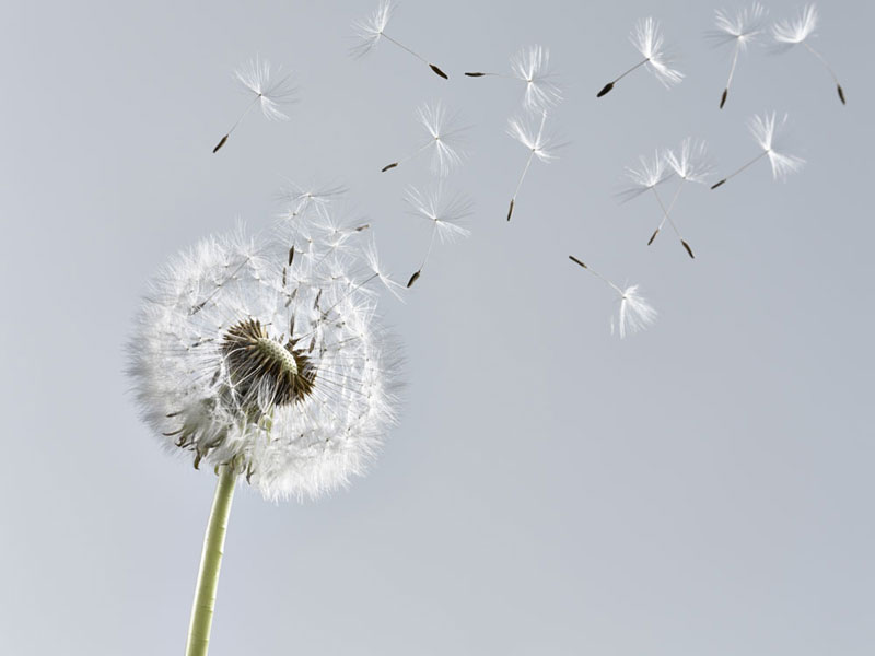 Entspannungstipps Pusteblume