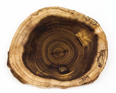 Mangoholz Holz