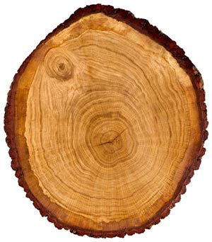 Holz Eiche Querschnitt