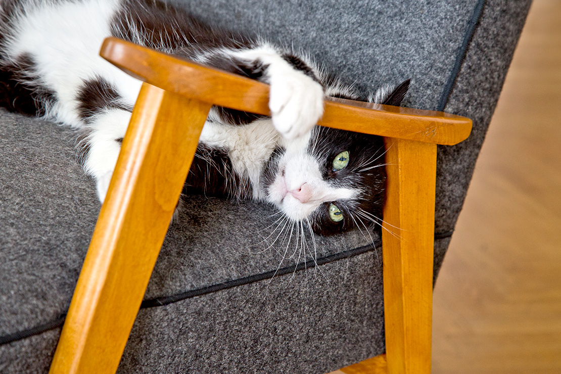 Westwing-Nicole-Adler-Homestory-Wien-Katze