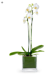 5 neue Looks für die Orchidee