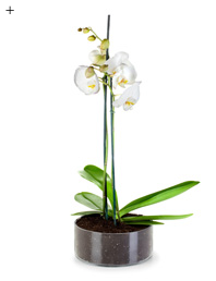 5 neue Looks für die Orchidee 2