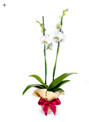5 neue Looks für die Orchidee 3