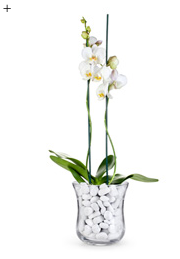 5 neue Looks für die Orchidee 4