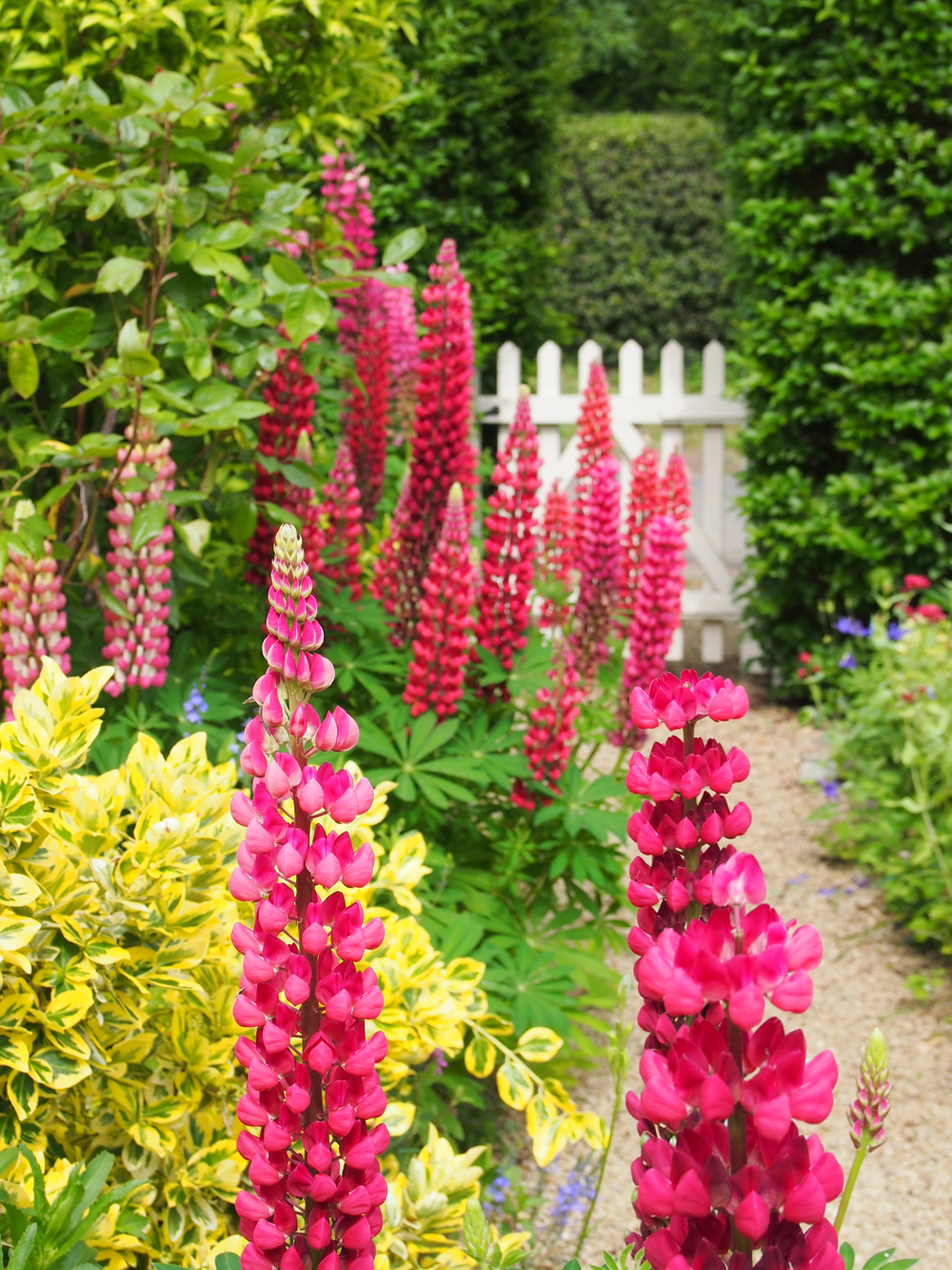 Blumen Garten Cottage