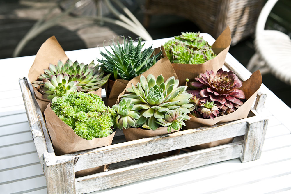 Westwing_Magazin_DIY_Kakteen_FINAL_1