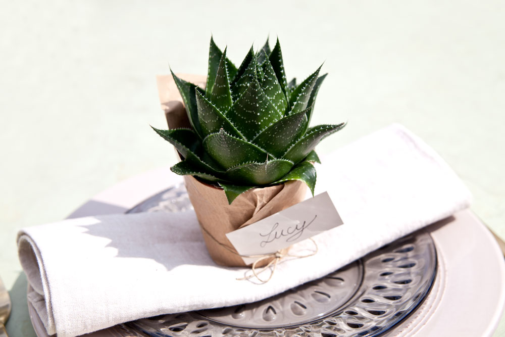 Westwing_Magazin_DIY_Kakteen_FINAL_4