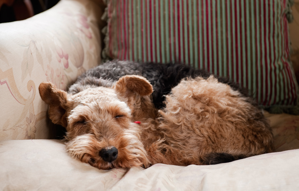 Christmas in Great Britain Keeper's cottage Terrier