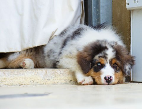 Australian Shepherd