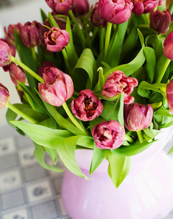Küche Tulpen Familie