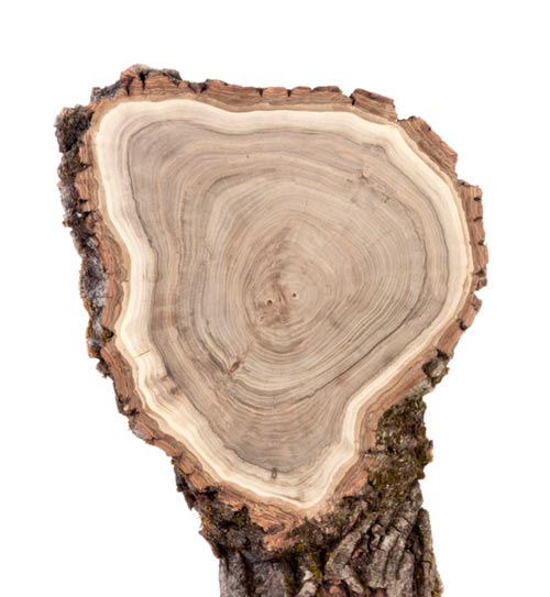 Holzarten Nussbaum