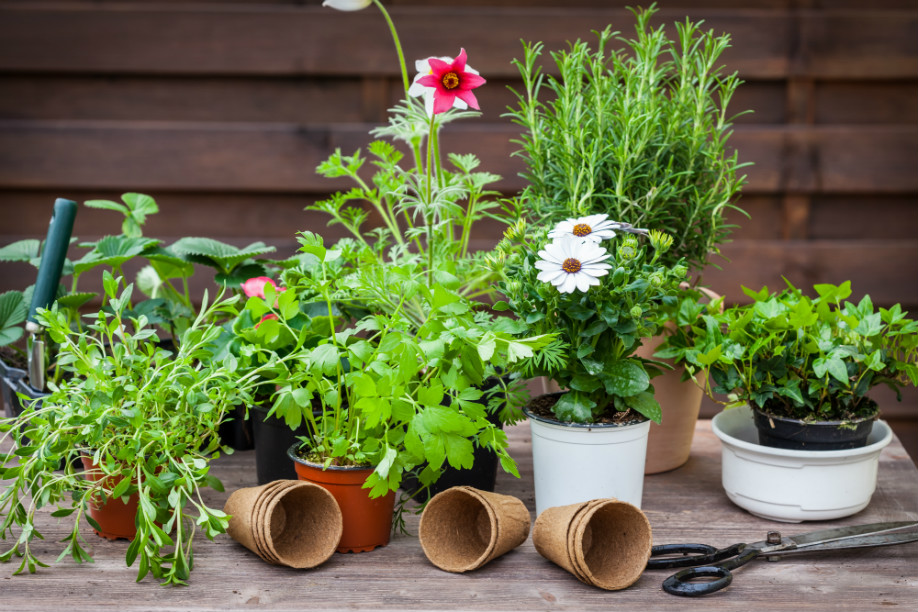 westwing-urbaner-garten-blumen-in-toepfen