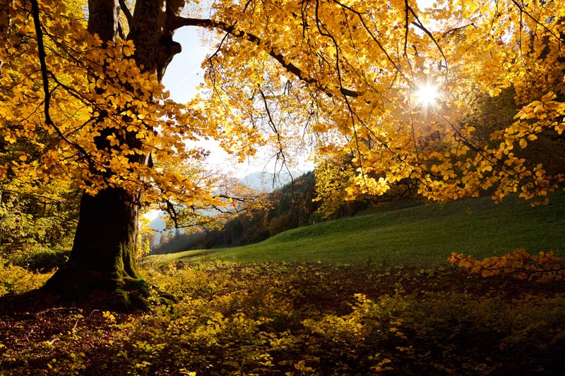 Westwing-indian-summer-style