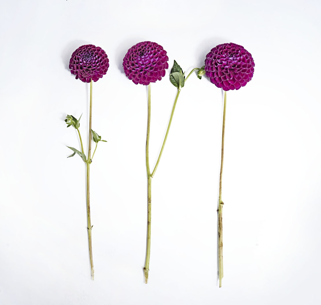 herbstblumen-dahlien-lila