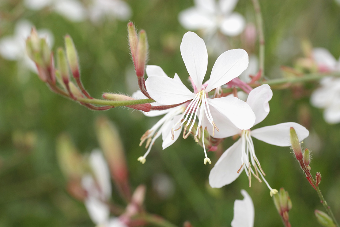 herbstblumen-gaura-weiss