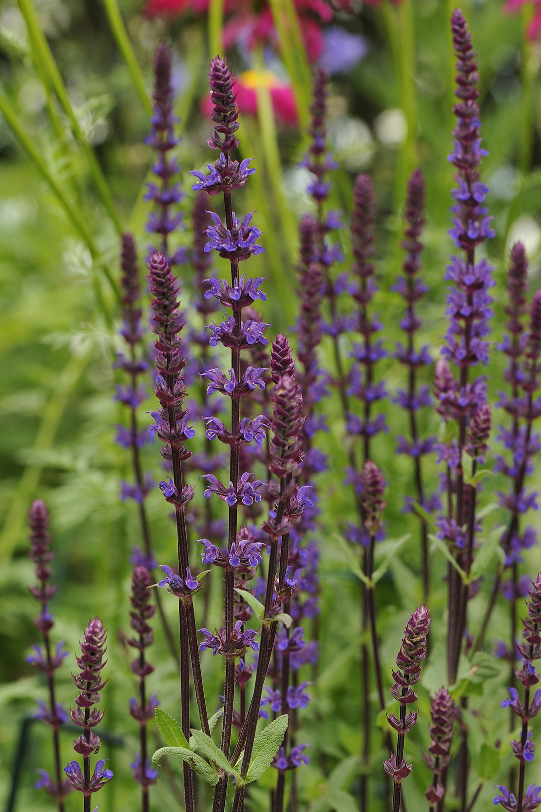 herbstblumen-salvia-lila