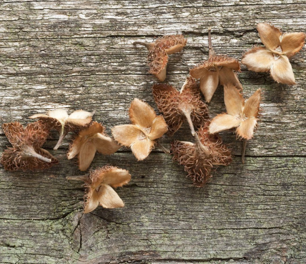 Westwing-Wald-Bucheckern