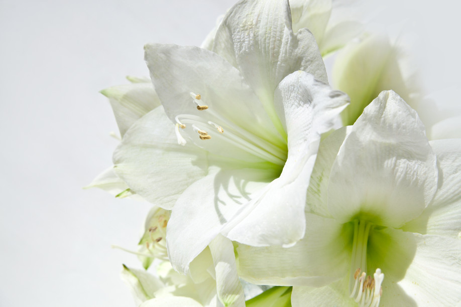 Westwing - Bouquets - Amaryllis