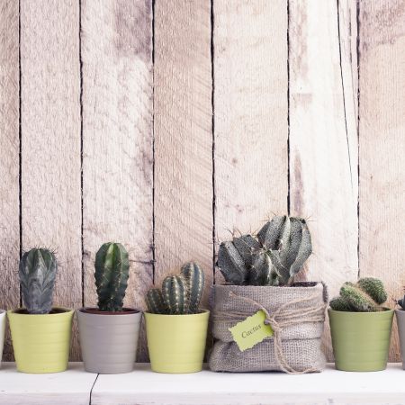 Die Must-have-Pflanzen für Ihr Zuhause