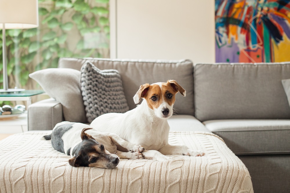 westwing-chris-francini-hunde-auf-sofa