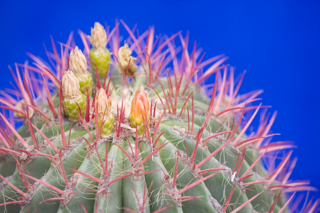 westwing-jardin-majorelle-kaktus-mit-blueten