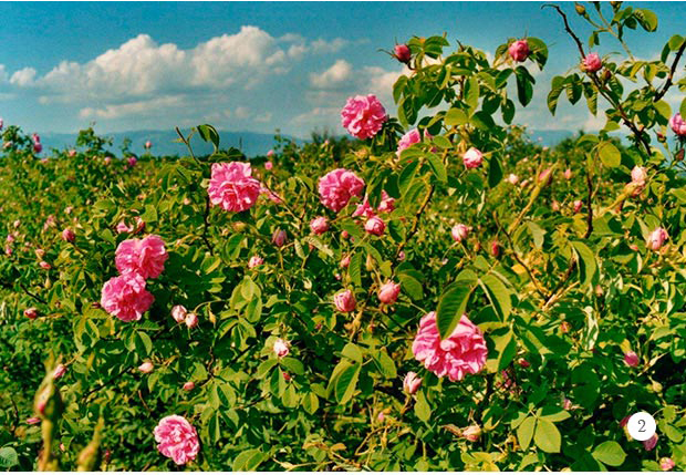 princesa_flores